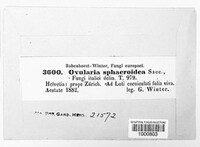 Ramularia sphaeroidea image